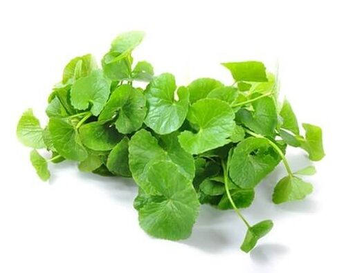 Weiprost, gotu kola (Centella asiatica) içerir